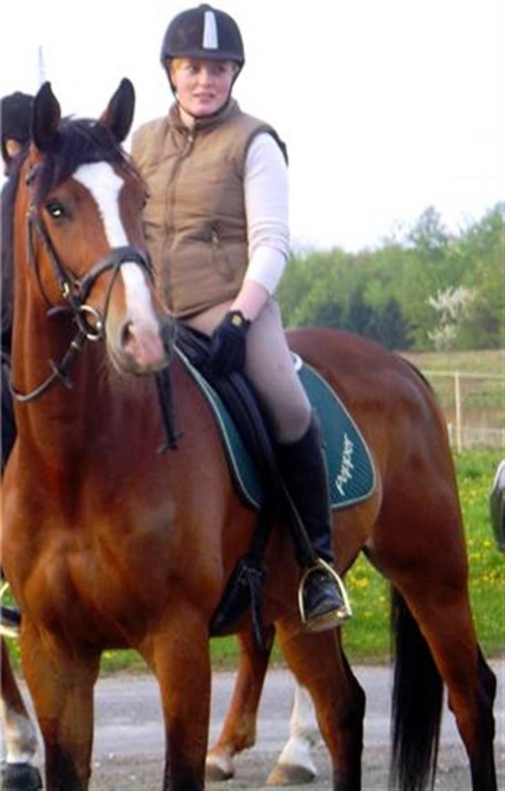 Trakehner pepper billede 3