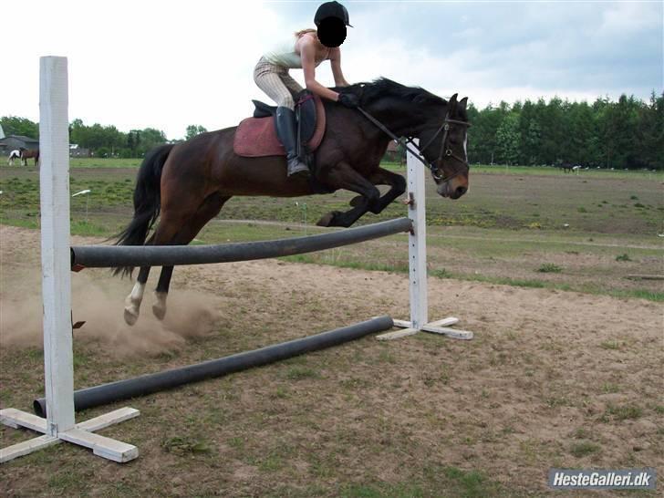 DSP Bøgely's Mille SOLGT billede 8