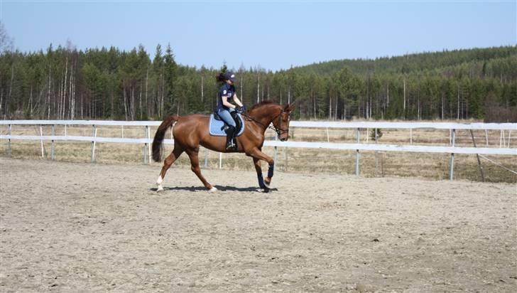 Hollandsk Varmblod Wietje - First ride at Finland :) billede 6