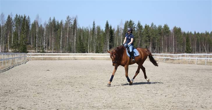 Hollandsk Varmblod Wietje - Still so much work to do with her billede 7