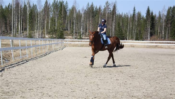 Hollandsk Varmblod Wietje - :) billede 8
