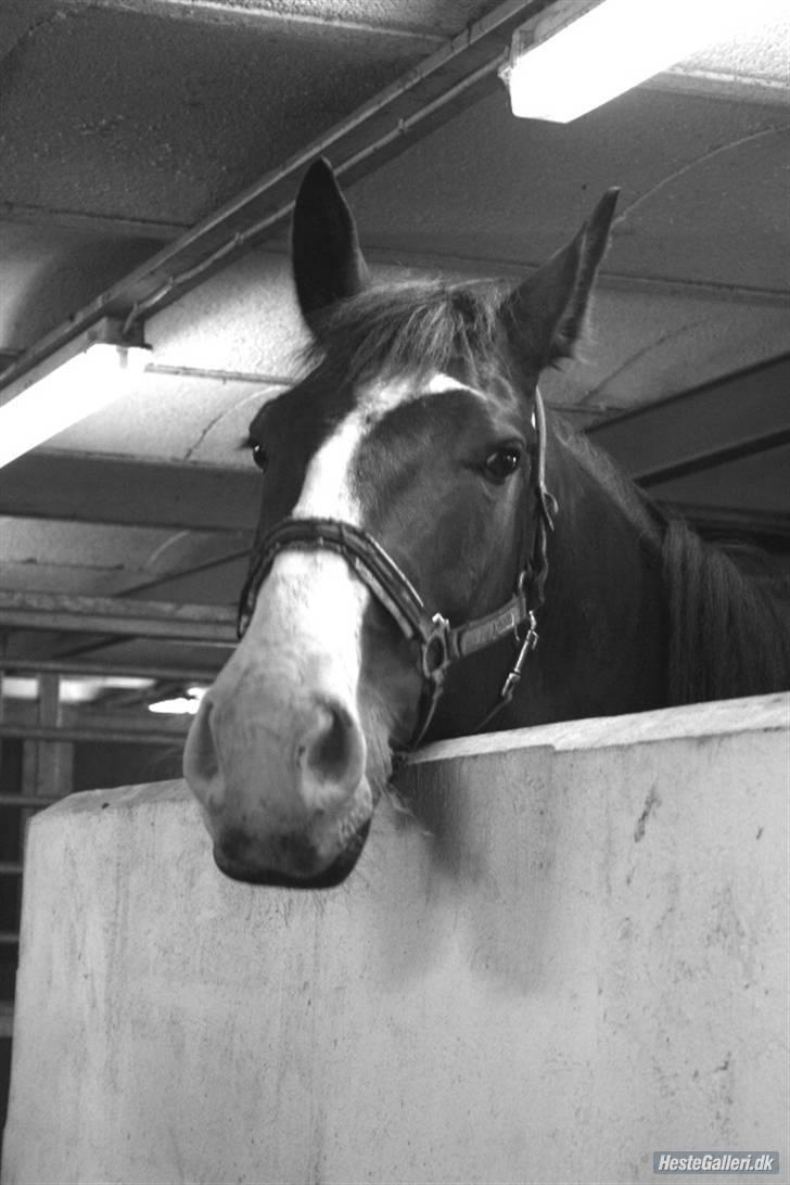 Anden særlig race Buzzio (udtales Bosjo) - jeg kan se dig jeg slipper dig ALDRIG af syne - foto: Gulerod / louise pilgaard billede 14