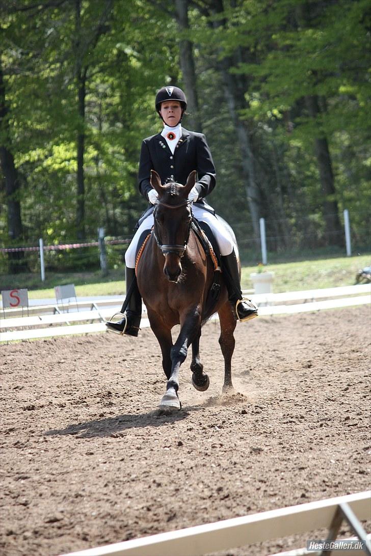 Anden særlig race Zeus - B-PONY -* solgt* - fri trav i LA6 - kæft jeg ser langbenet ud o: billede 5