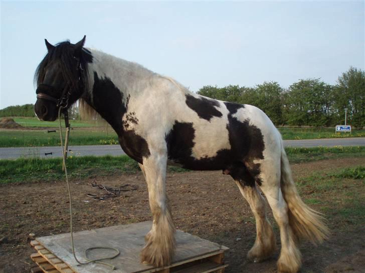 Irish Cob Mr. Sullivan *Avlshingst* - Ny leg og nye ting på bane de sal da prøves 2009 billede 15