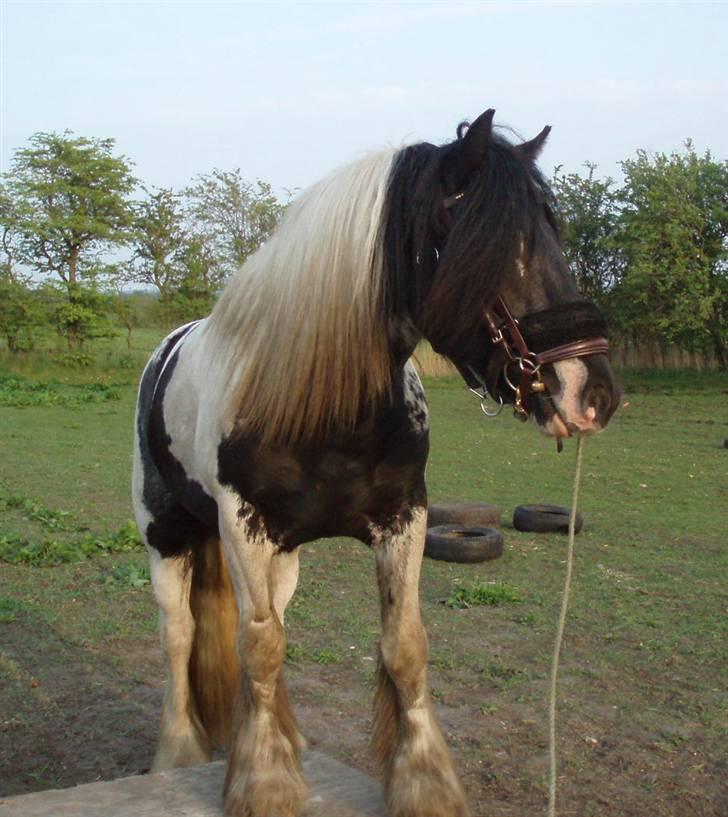 Irish Cob Mr. Sullivan *Avlshingst* - Jo det tog 5 min. at lære det her billede 16