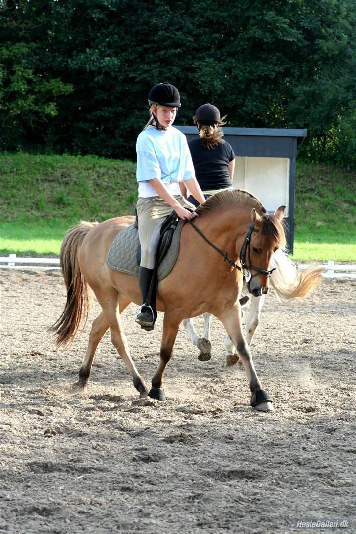 Anden særlig race Águst Kongerslev MITALT - SOLGT - Dressurtræning 2009 - dejligt år for mig og Águst. billede 6