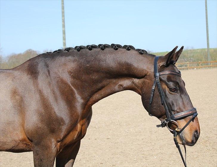 Anden særlig race Zeus - B-PONY -* solgt* - fotoshoot - Louise Linnemann har taget billedet <3 billede 10