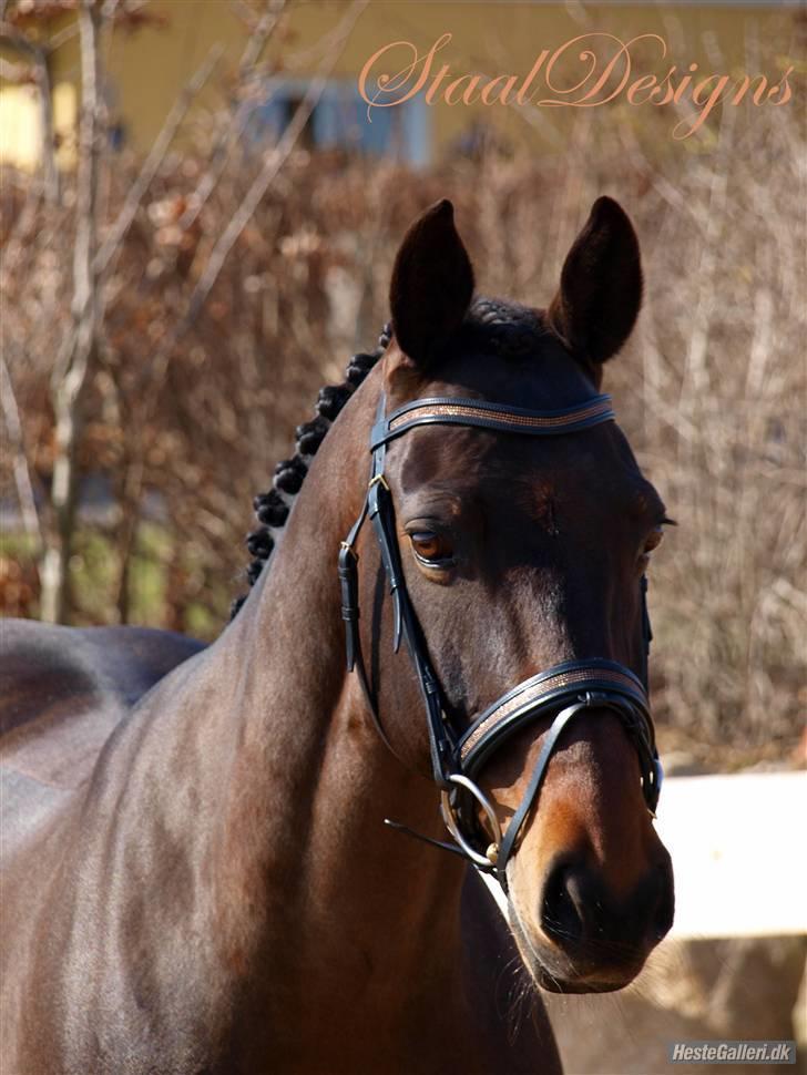 Anden særlig race Zeus - B-PONY -* solgt* - fotoshoot med zeus - billedet er taget af Dorte Simonsen <3 billede 14