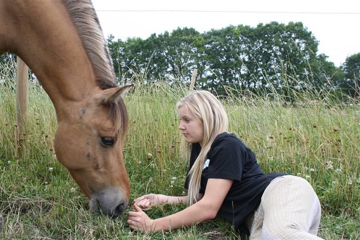 Anden særlig race Águst Kongerslev MITALT - SOLGT - Da jeg besøgte Águst på sommergræs 2009, da jeg lige var kommet hjem fra ferie. billede 7
