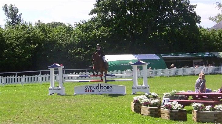 Hannoveraner - Gina Lady - LA** 2010 billede 10