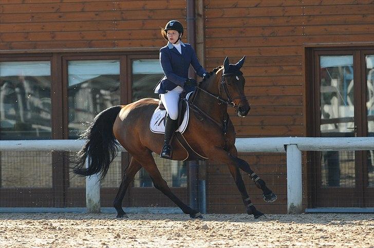 Hannoveraner - Gina Lady - Toscana tour CSI*** Arezzo 2011 billede 11