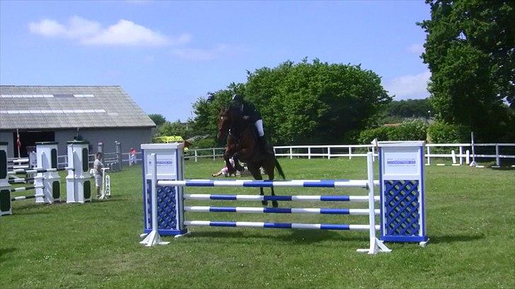 Hannoveraner - Gina Lady - MB** 2010 billede 13