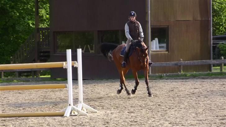 Hannoveraner - Gina Lady - ved Bo Kristoffersen i tyskland sommeren 2009 billede 14