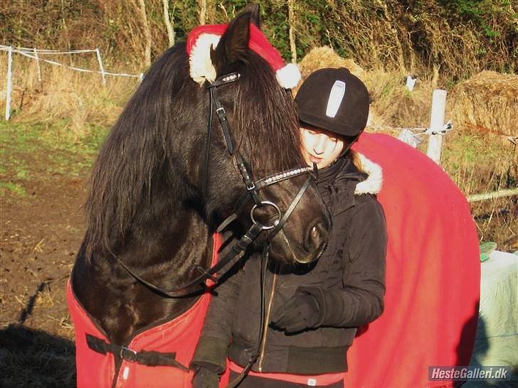 Welsh Cob (sec D) Valhallas Star Actress † - Juletur  09.  Actress har fået nissehue på :D  billede 14