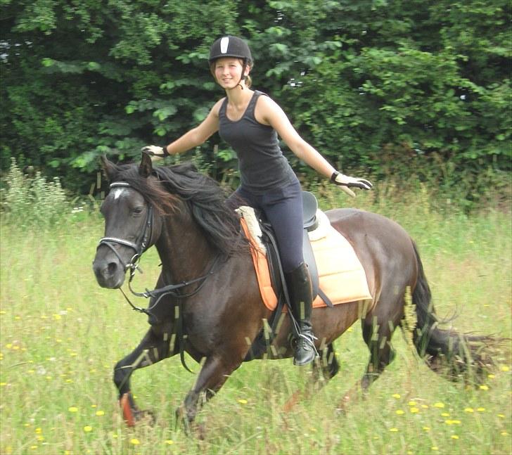 Welsh Cob (sec D) Valhallas Star Actress † - We go, we run, we ride & we fly ! :) billede 16