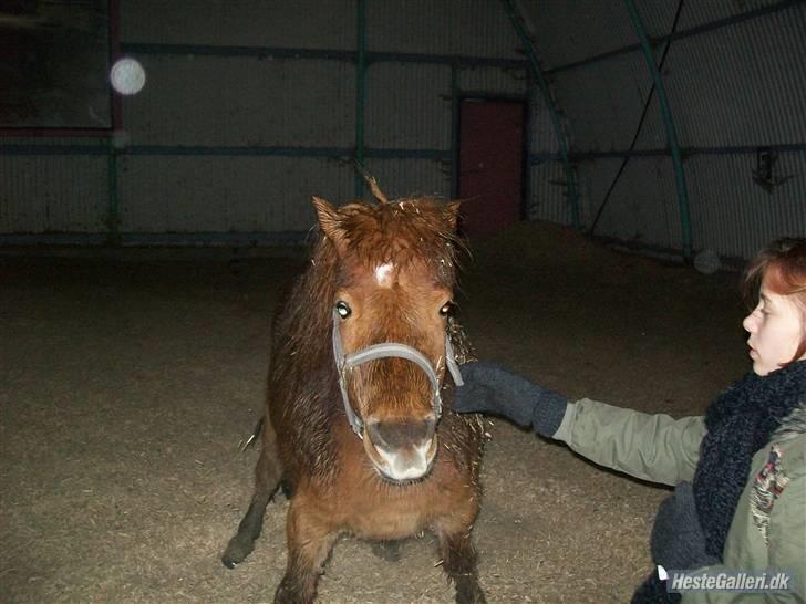 Shetlænder Mike ~Gammel Passer~ - Hej, arhg, dåligt tidspunkt du er kikket forbi.. jeg tisser lige (; når se lige færdig ik´ ;D kyys ! billede 1