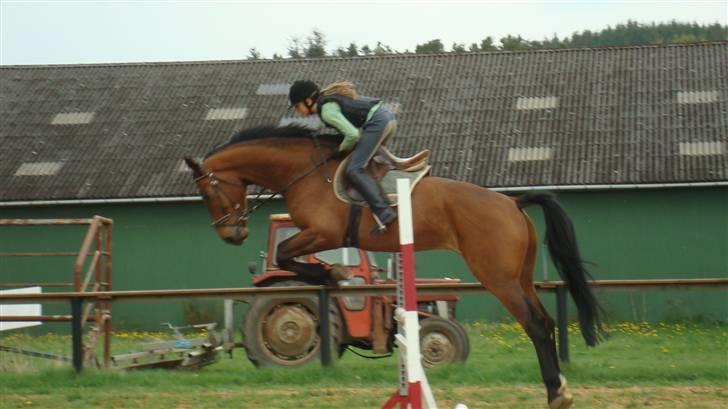 Holstener VodajoT.M 'Solgt* - du vil bære mig gennem ild og vand! foto: sidse<3 billede 20