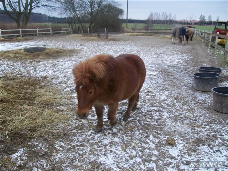 Shetlænder Mike ~Gammel Passer~ - "jeg er der næsten" billede 8