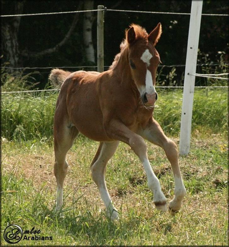 Welsh Pony (sec B) Total Surprise AA - SOLGT billede 17