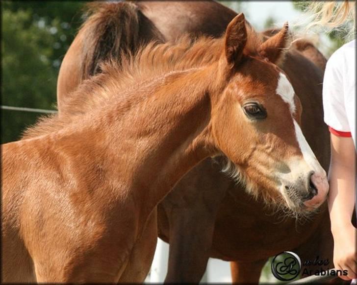 Welsh Pony (sec B) Total Surprise AA - SOLGT billede 18