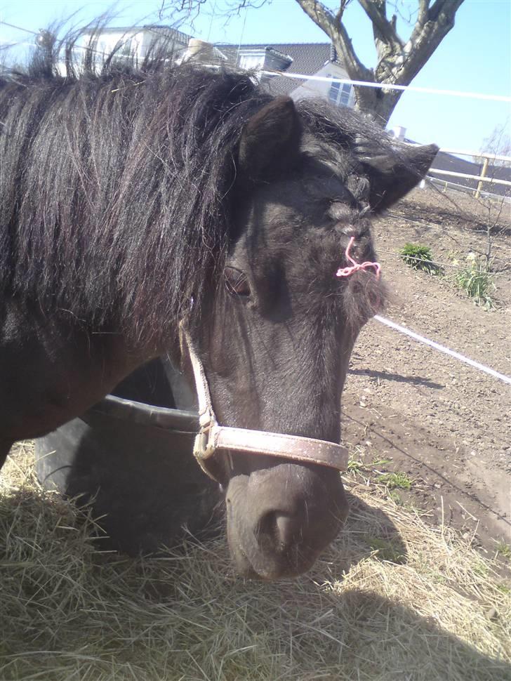 Shetlænder Lonnie :) SOLGT - Lonnie med fletning :D billede 19