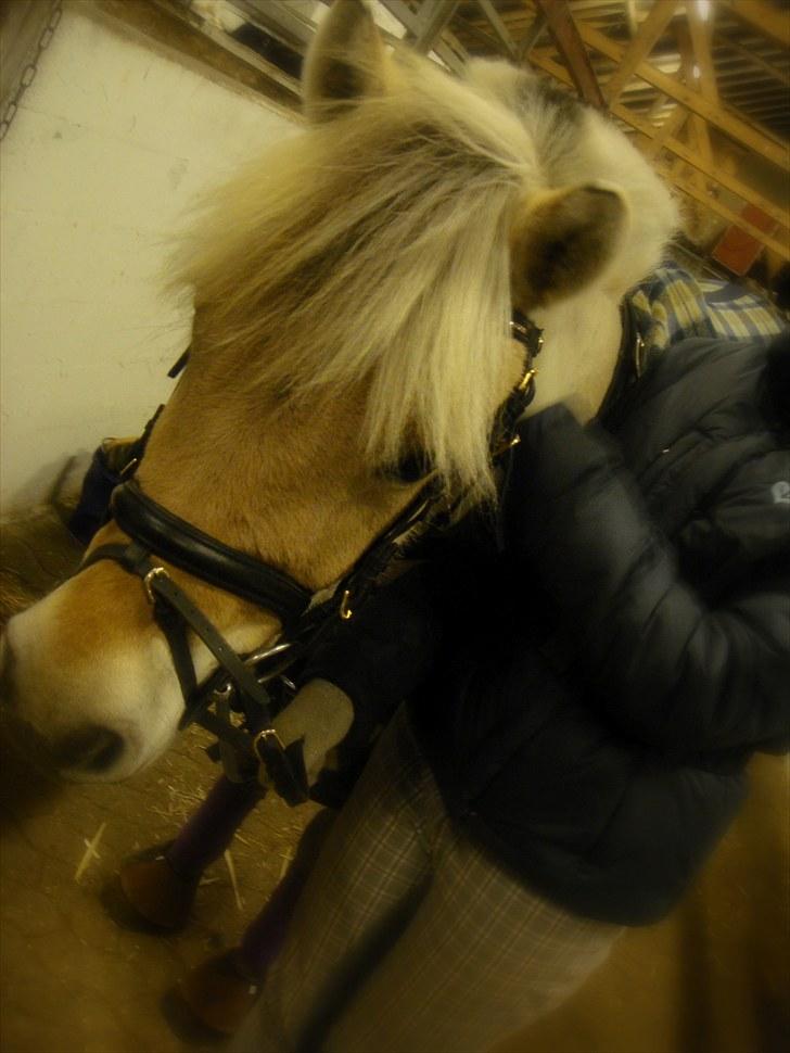 Fjordhest Thor Aalykke solgt :/ - THORAALYKKE! Før en ride tur her i vinter :D billede 7
