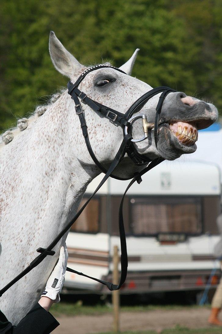 Arabisk fuldblod (OX) Karim - Morsø 2010 :) Fjolle Karim<3  Foto: Janofoto :) billede 12