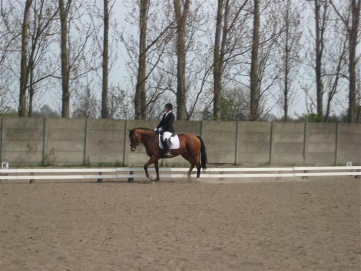 Dansk Varmblod enghaves madame chelsea - stævne den 26.april 2009 billede 6