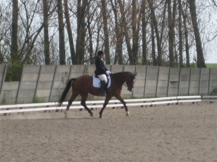 Dansk Varmblod enghaves madame chelsea billede 7