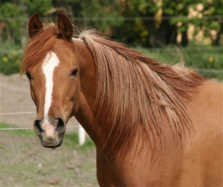 Arabisk fuldblod (OX) Ma-Ajmala - SOLGT - April 2009 billede 16