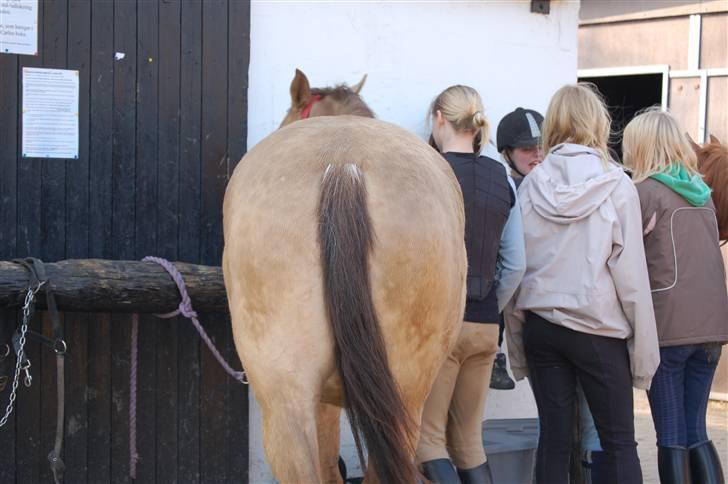 Anden særlig race Shikira R.I.P - kæmpe bagpart og ingen hale.  billede 16