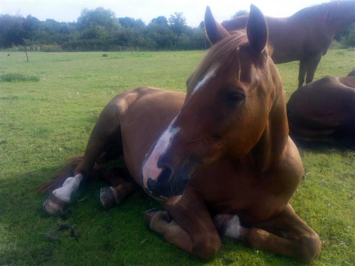 Dansk Varmblod Rosinante Edoma - Rosinante tager en slapper i sommergræsset. Abildgården 2.8.2009 billede 18