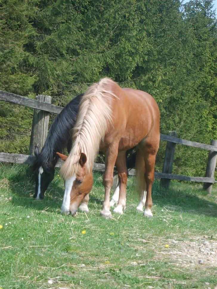 Haflinger Patrick - De kan slet ikke undvære hinanden :-) billede 19