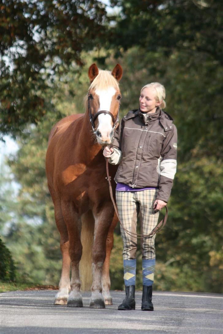 Haflinger Patrick - Billedet er taget af Marlene Ø billede 20