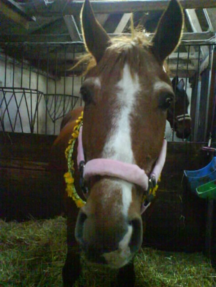 Anden særlig race Valentin - Fine ´Bøsse` mule med blomsterkrans<33(; billede 13