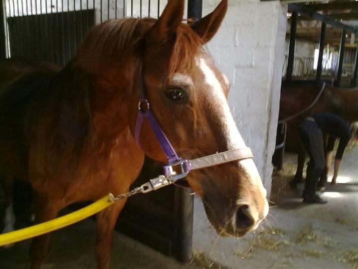 Anden særlig race Valentin - Prinsessedrengen<´3 billede 14