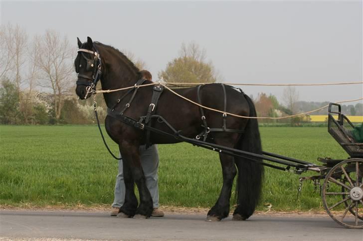 Frieser Melle van de Gonda - 29.04.09 En stolt dreng med vogn for anden gang billede 7