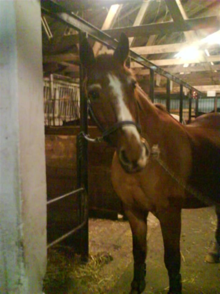 Anden særlig race Valentin - Min Prinsesse;* billede 16