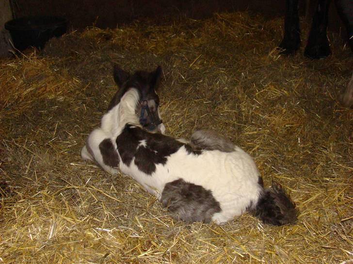 Irish Cob columbus ( solgt ) billede 6