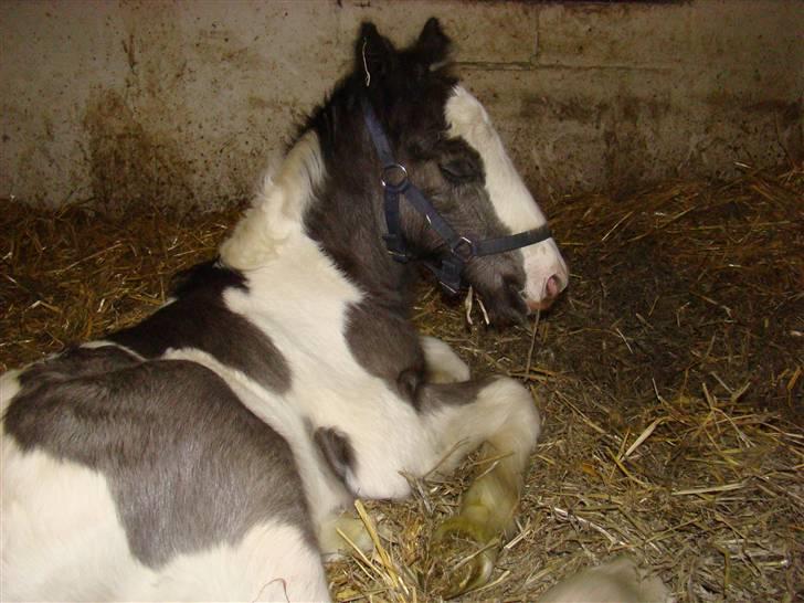 Irish Cob columbus ( solgt ) billede 7
