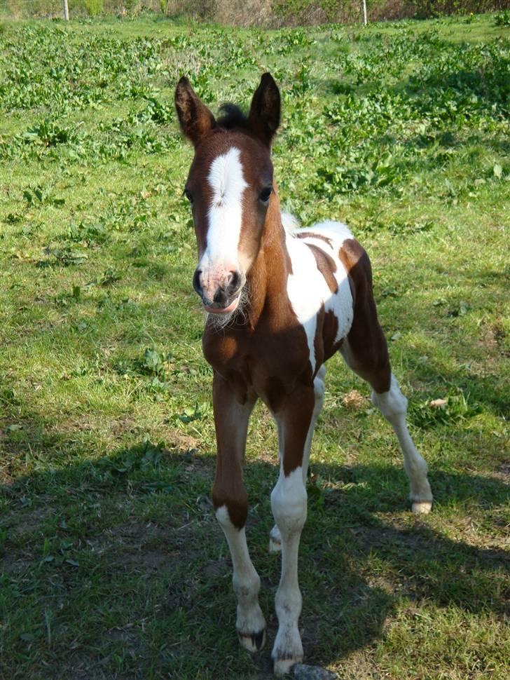 Pinto Shanti pilegaard - shanti 3 dage gammel billede 9