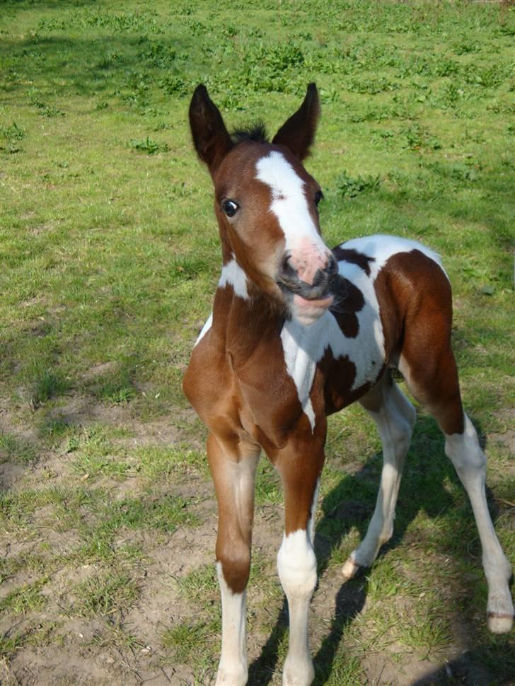 Pinto Shanti pilegaard - har lige spist. mums billede 10