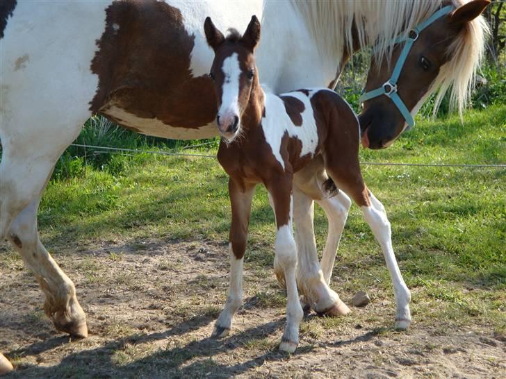 Pinto Shanti pilegaard billede 11