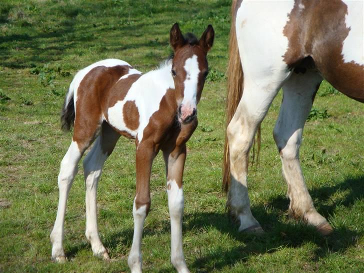 Pinto Shanti pilegaard billede 12