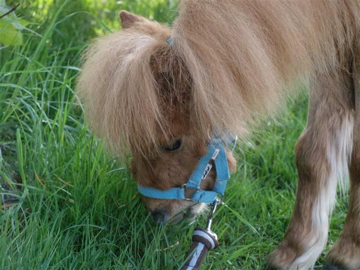 Miniature Birger billede 4