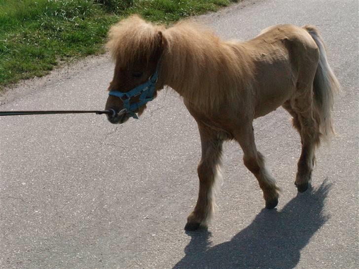 Miniature Birger billede 7