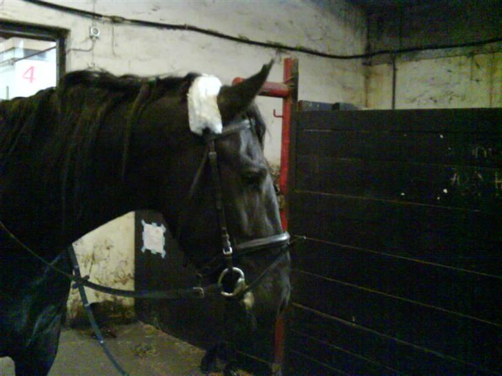 Frieser Rommert Jasper - bøllemis billede 11