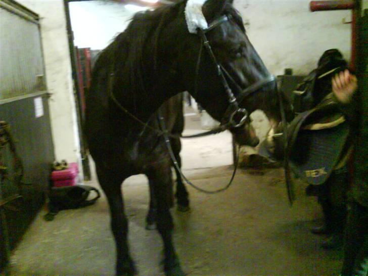 Frieser Rommert Jasper - kabbe kabbe.:} billede 12