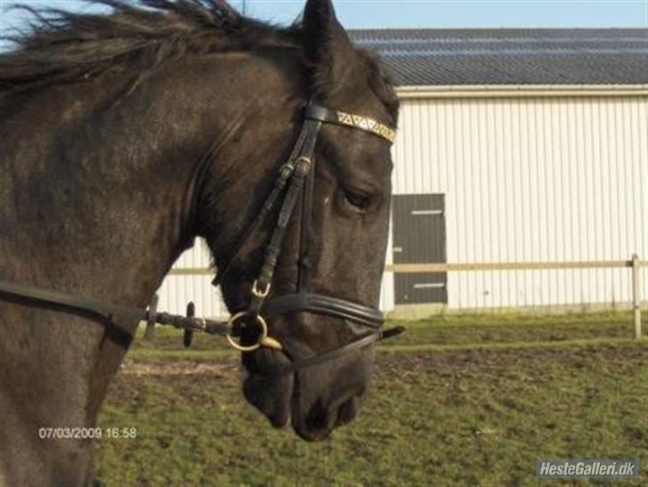 Frieser Rommert Jasper - min lille skatter! {L} billede 13