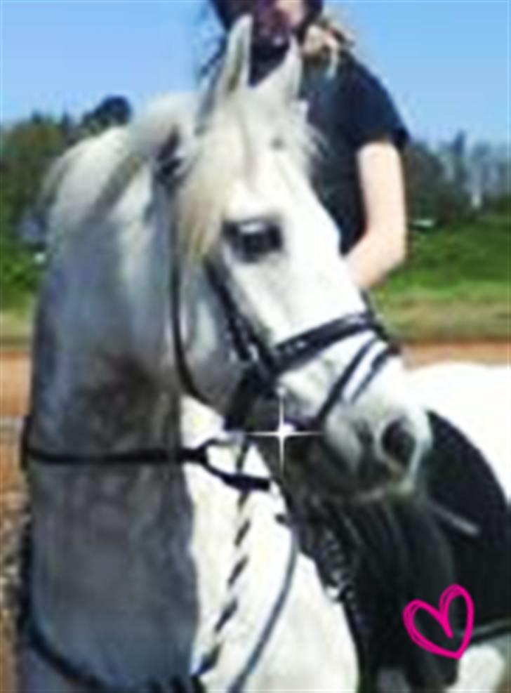 Connemara Golden Balou billede 1